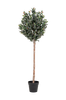 Olivträd