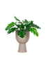 Blomkruka Amalfi