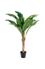 Bananträd