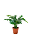 Konstgjord växt Monstera. Växt av PE plast. Ø 40 cm.